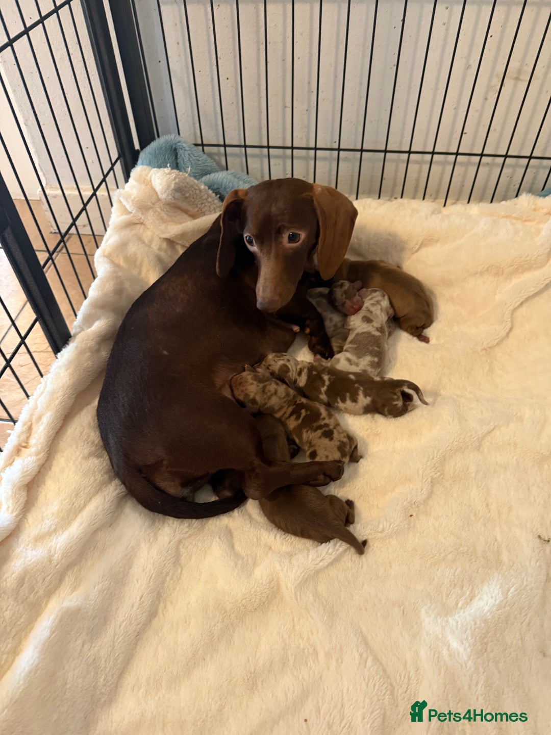 Miniature Dachshund dogs for sale: BEAUTIFUL KENNEL CLUB MINIATURE DACSHUND !! - Advert 9