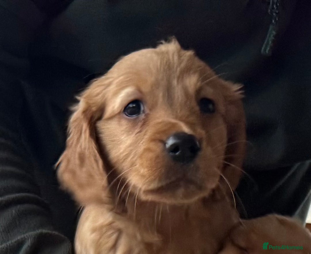 Golden Retriever dogs for sale: Golden retriever puppies - Image 3
