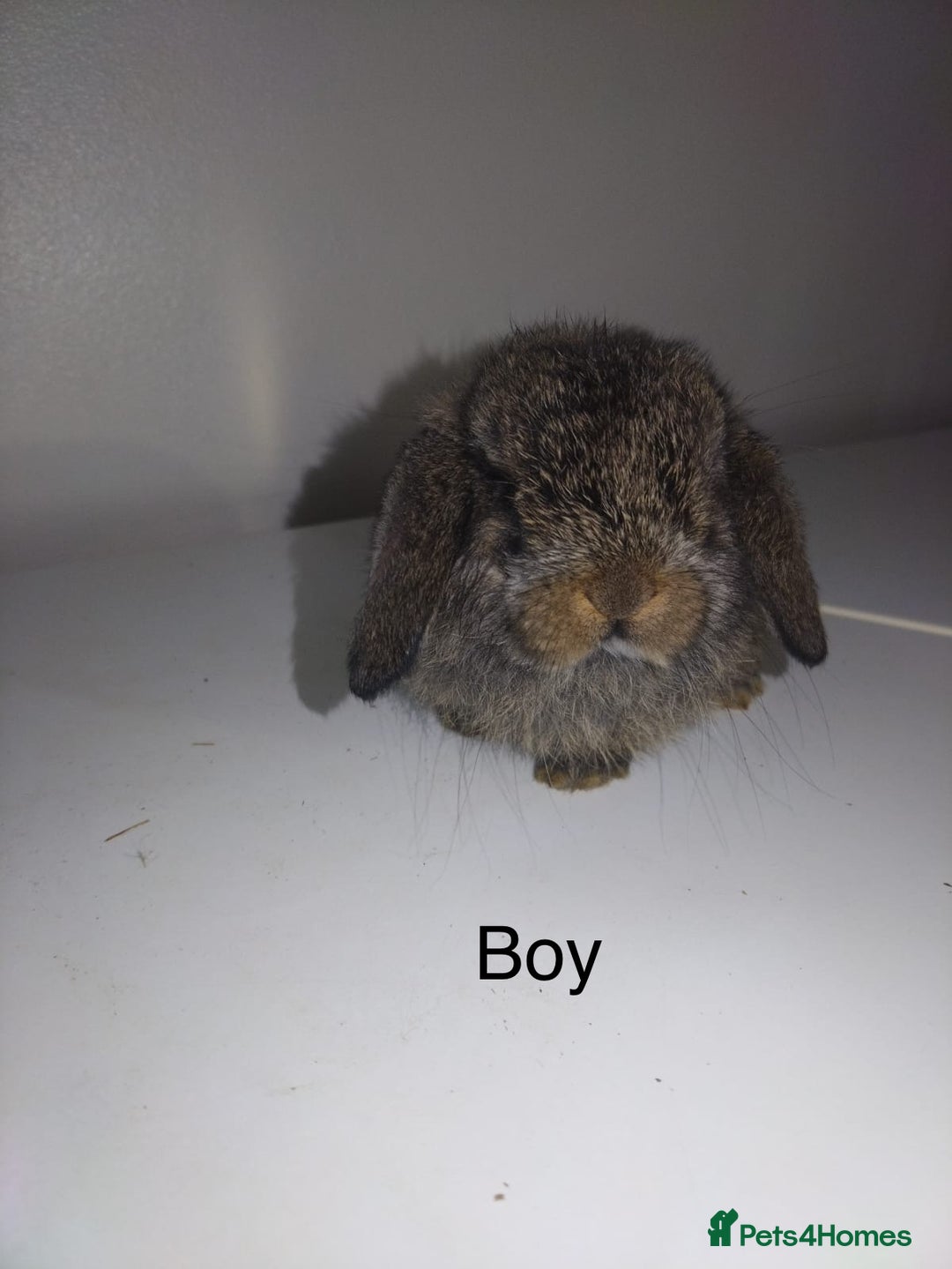 Mini Lop rabbits for sale: Mini lops available  - Advert 6