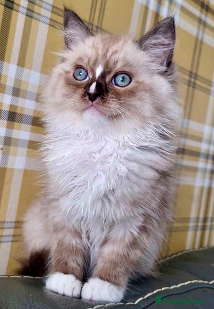 Ragdoll cats Tortie,Seal and Blue full pedigree  - Advert 3