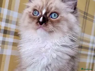 Ragdoll cats Tortie,Seal and Blue full pedigree - Advert 3