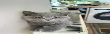 British Shorthair Kitten Orange