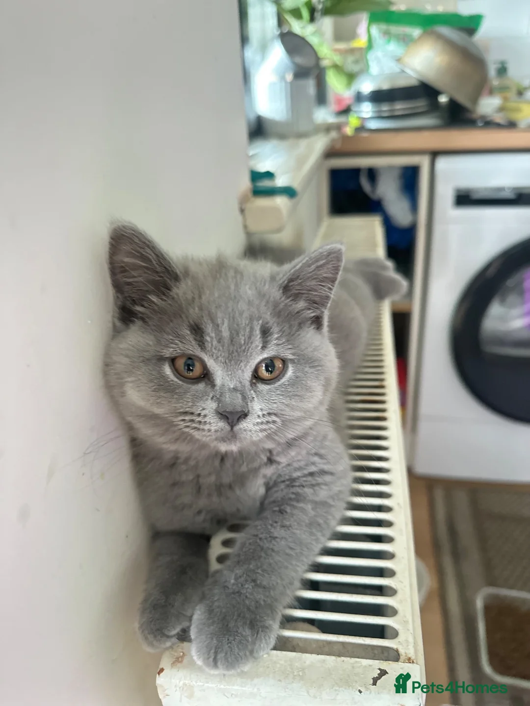 British Shorthair cats for sale: GCCF registered kitten - Advert 2