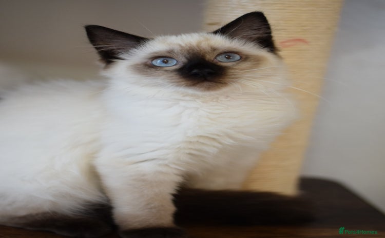 Ragdoll cats - Advert 15
