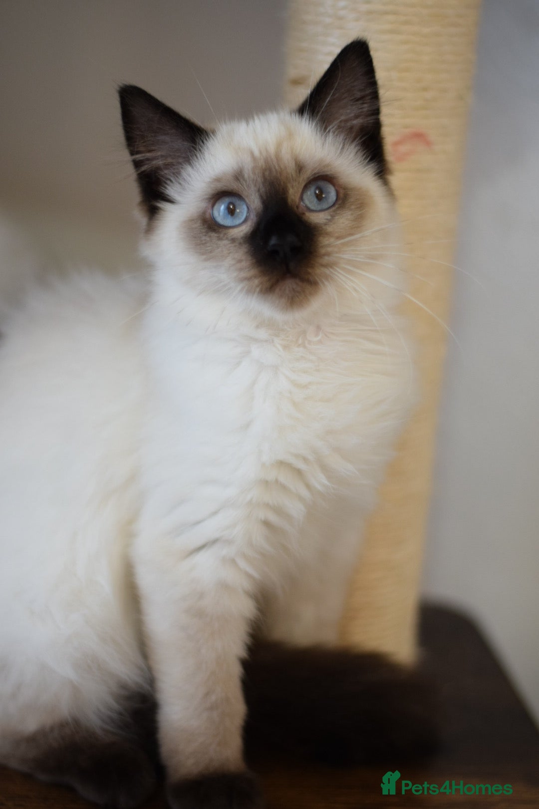Ragdoll cats for sale: Seal point ragdoll female  - Image 1