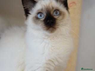 Ragdoll cats - Advert 34
