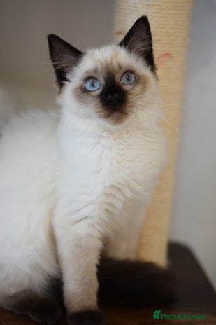 Ragdoll cats - Advert 6