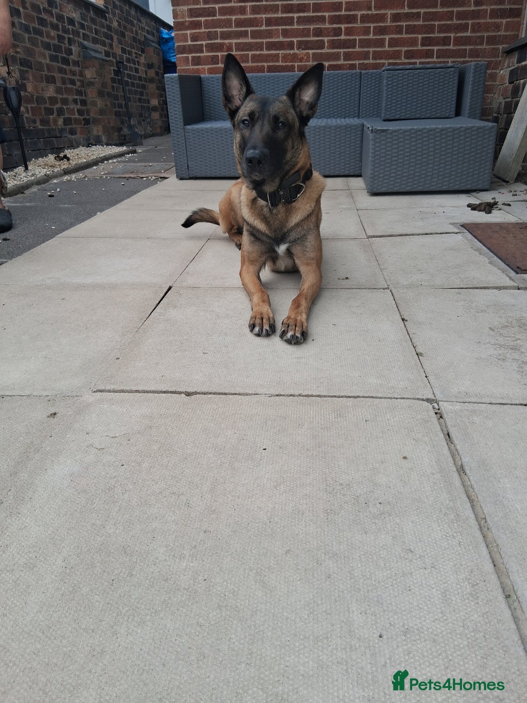 Belgian Shepherd Dog dogs for sale: Family Protection dog  - Advert 1