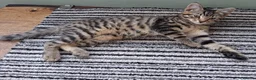 British Shorthair cats for sale: 4 Little Spotty Tigers  - Advert 12