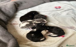Ragdoll cats for sale: Ragdoll X kittens  - Image 11