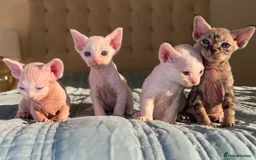 Devon Rex cats for sale: Beautiful Devon Rex Kittens for Sale  - Image 1