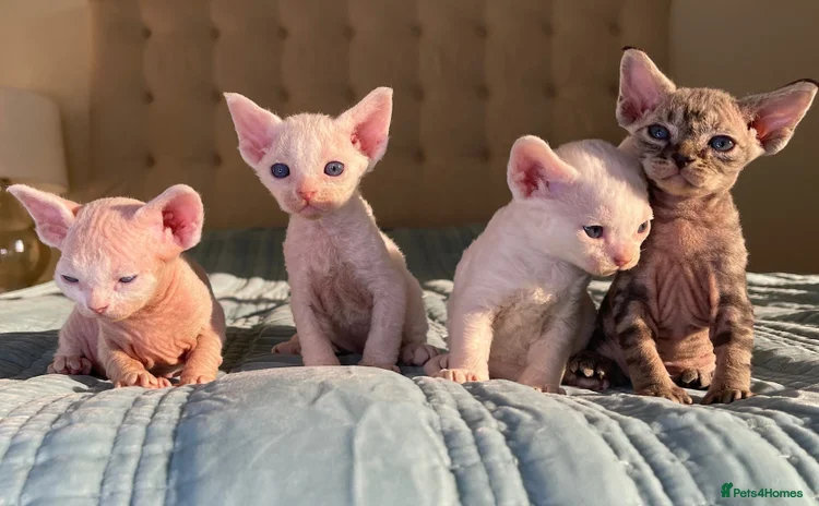 Devon Rex cats - Advert 1