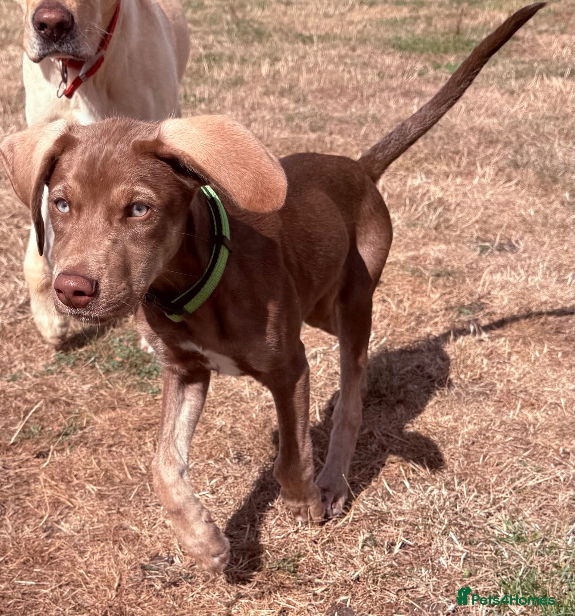 Mixed Breed dogs Stunning Shepsky x Weim Boy & Girl WAITING2GO - Advert 1