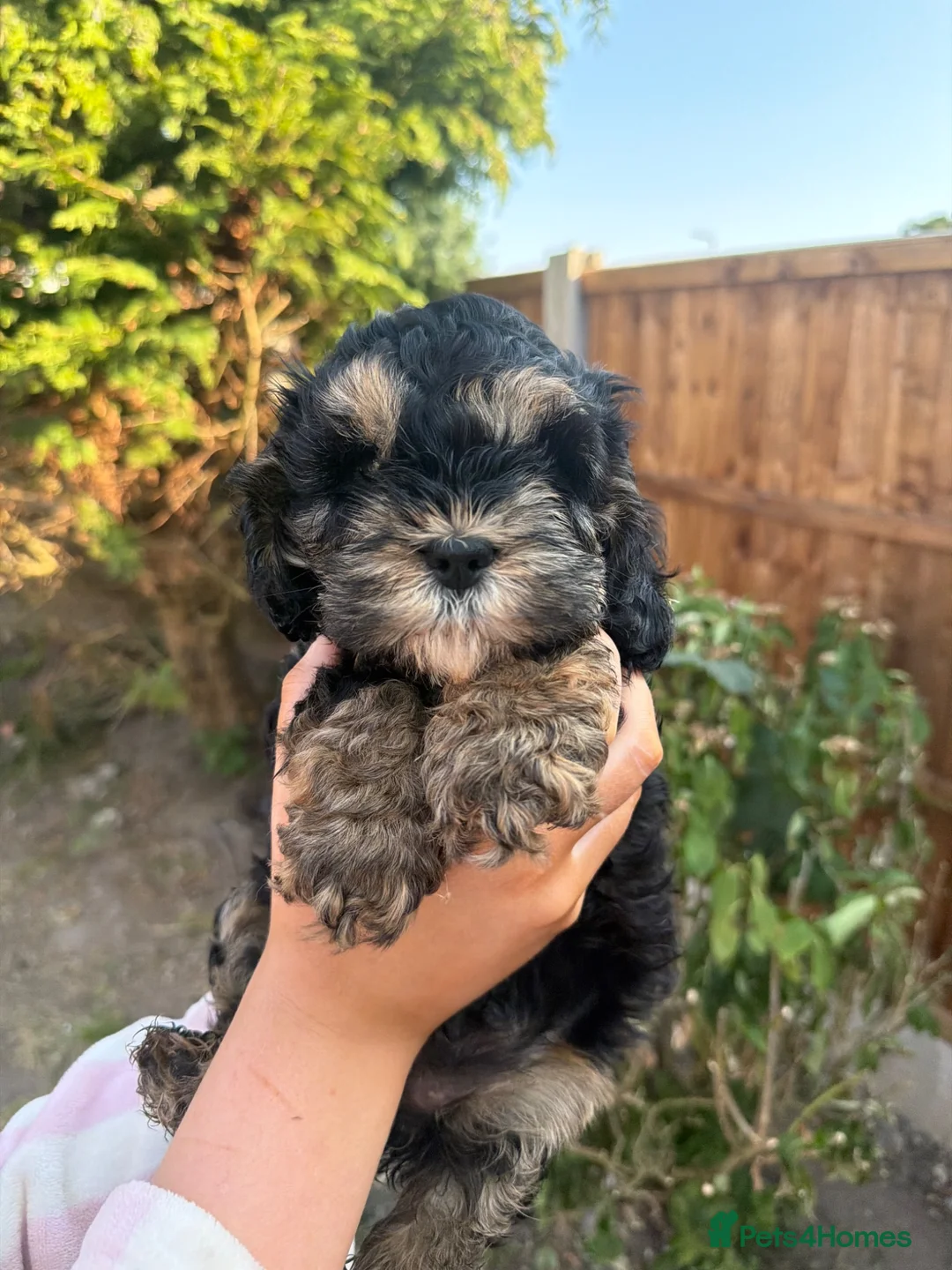 Cockapoo dogs for sale: Gorgeous phantom cockapoos!  - Advert 29
