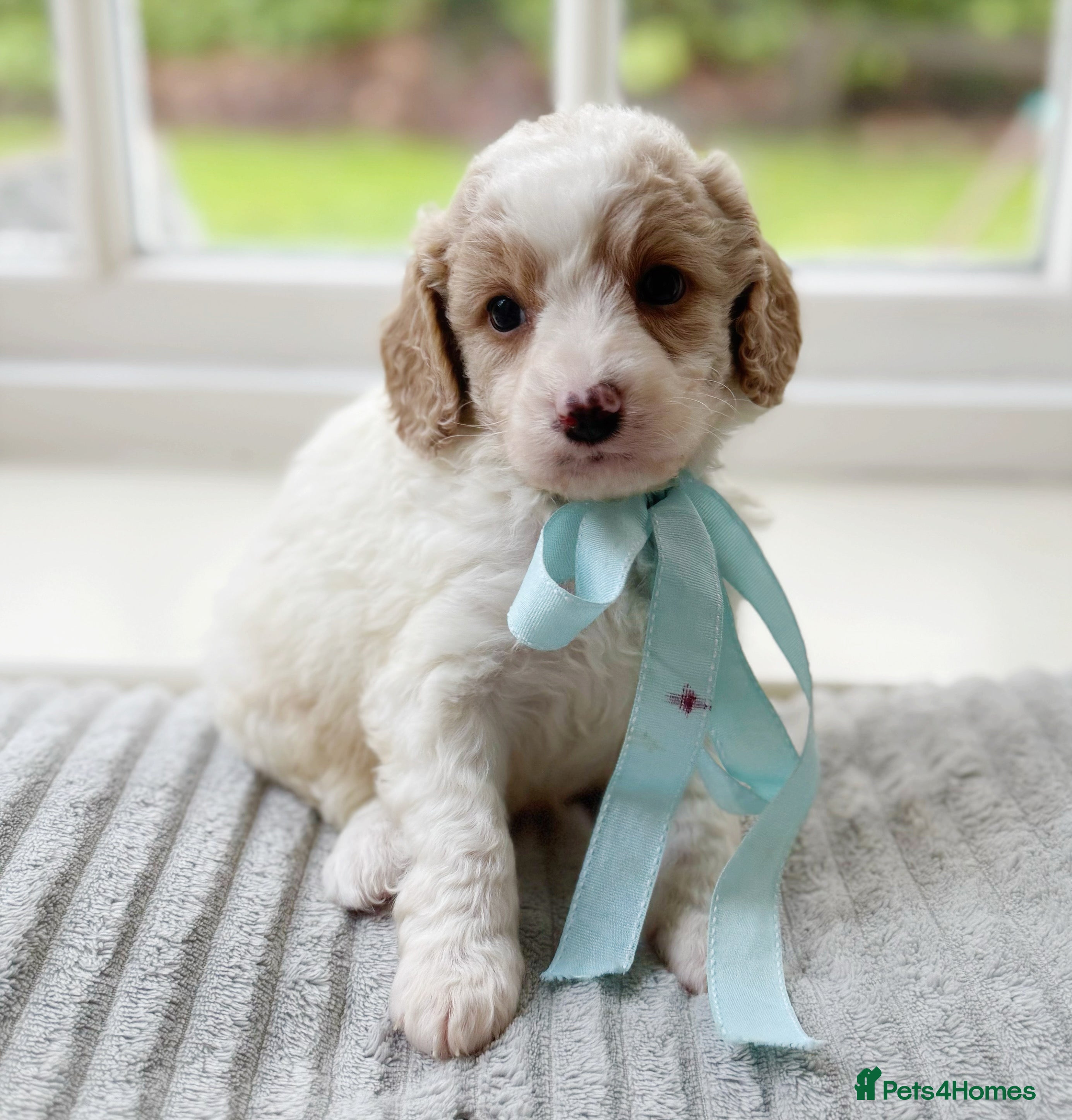 Cavapoochon dogs Gorgeous cavapoochon babies - Advert 1