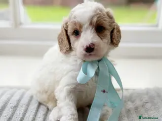 Cavapoochon dogs Gorgeous cavapoochon babies - Advert 5