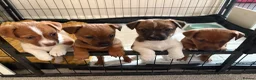 Jackapoo dogs for sale: Still available Jackapoo Boy - Advert 7