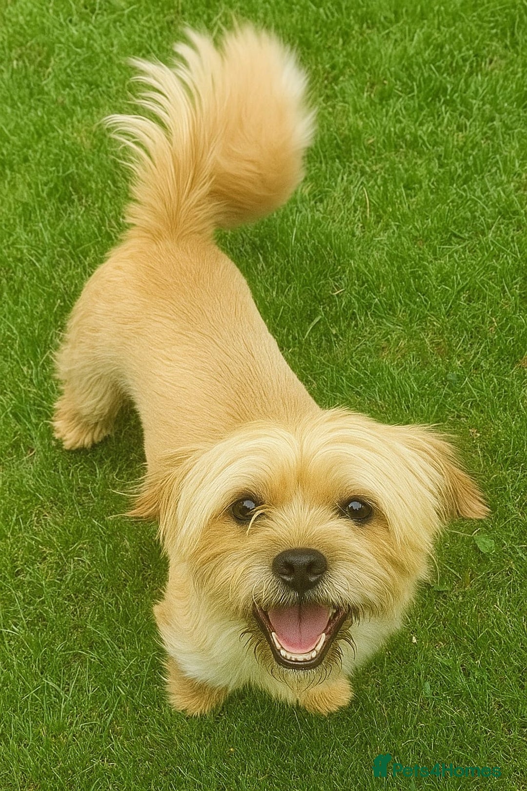 Mixed Breed dogs for sale: Tibetan Terrier x Jug - Image 4