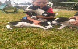Border Collie dogs for sale: Gorgeous Sheep Dog Pups  - Image 9