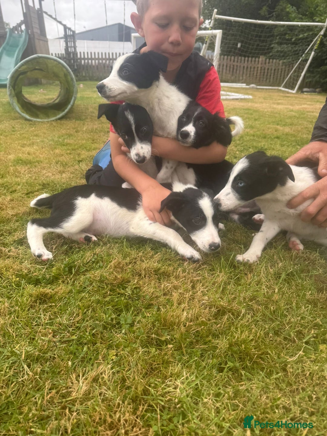 Border Collie dogs for sale: Gorgeous Sheep Dog Pups  - Image 9