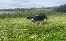 Border Collie dogs for sale: Collie  - Image 13