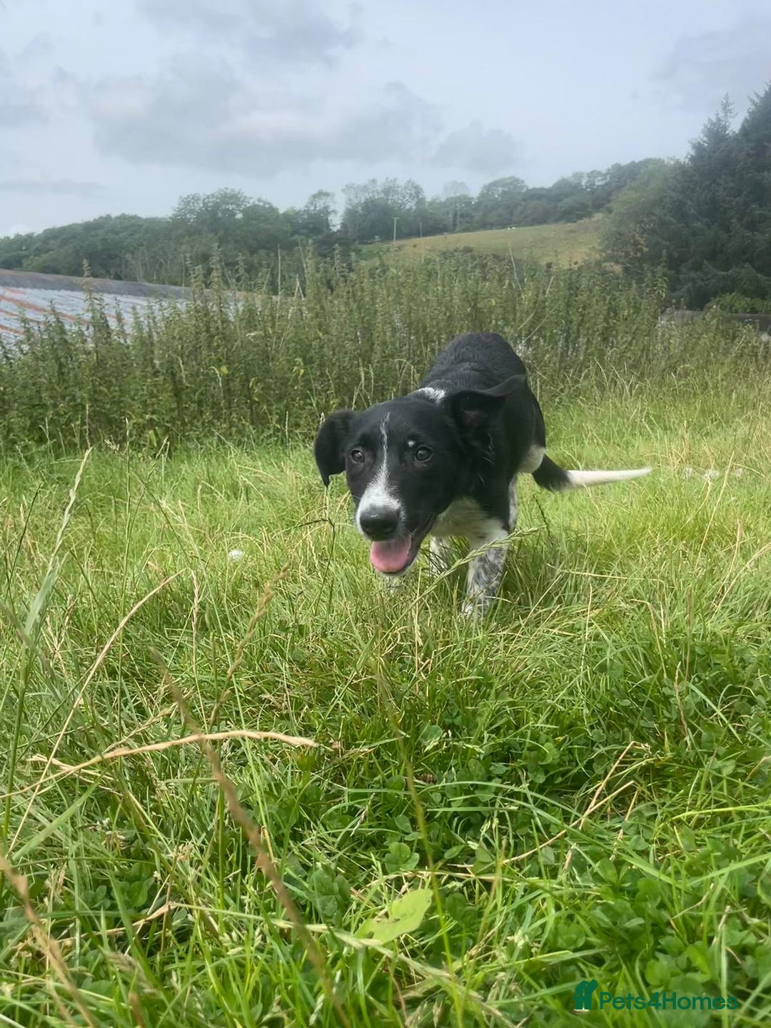 Border Collie dogs for sale: Collie  - Image 13