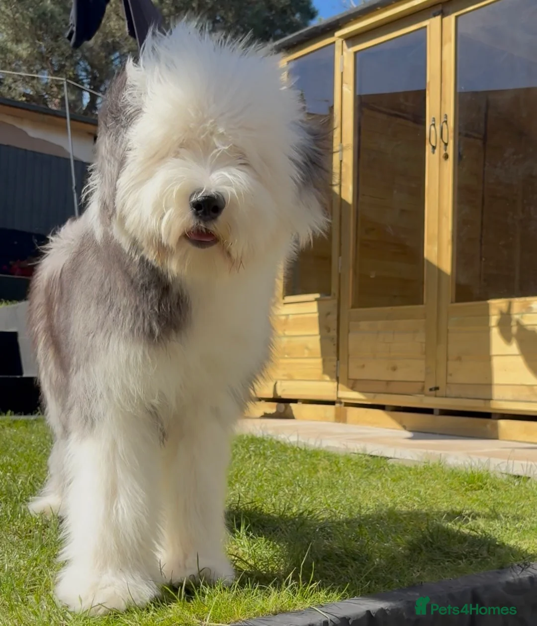 Old English Sheepdog dogs for sale: Old English sheepdog 8m old - Advert 2