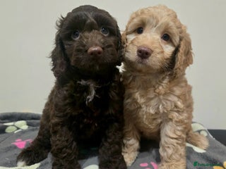 Cockapoo dogs F1 Minature cockapoos - Advert 3