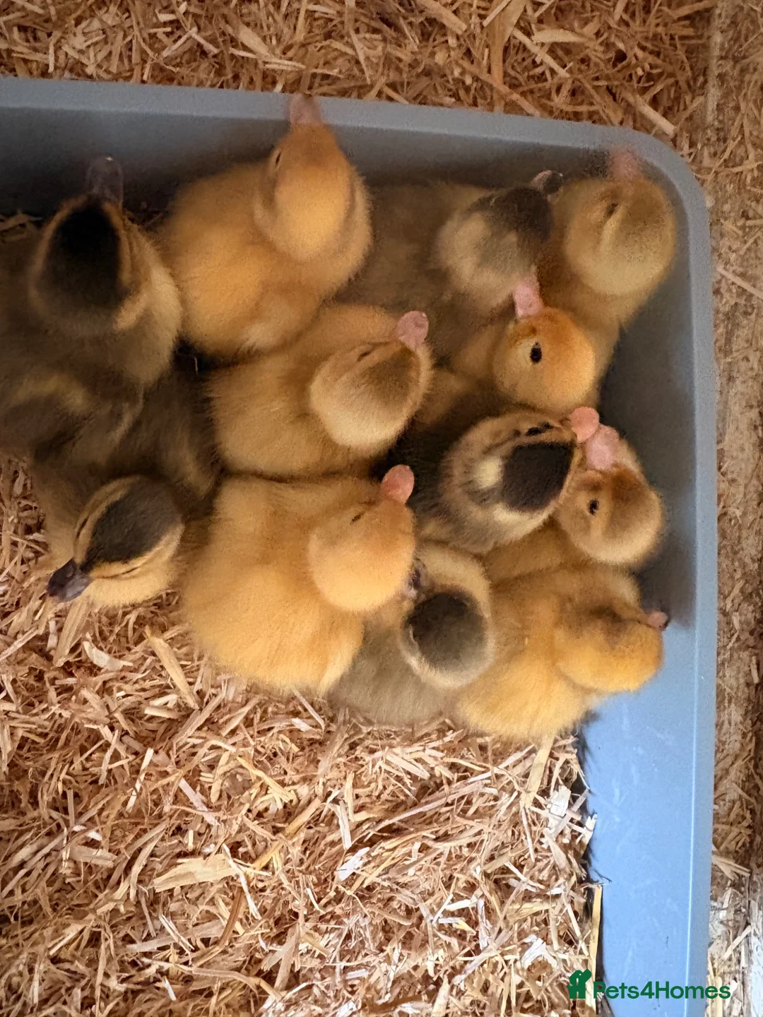 Ducks poultry for sale: Call ducks for sale  - Advert 1