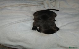 Staffordshire Bull Terrier dogs for sale: Staffordshire bull terror puppies  in London - Image 23