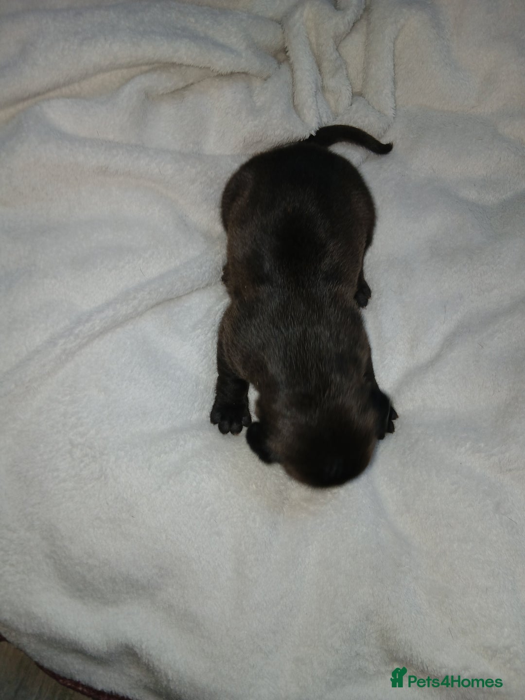 Staffordshire Bull Terrier dogs for sale: Staffordshire bull terror puppies  in London - Image 23