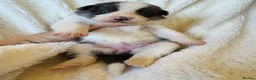 Border Collie dogs for sale: Pure Bred Border Collie Puppies For Sale - Advert 18