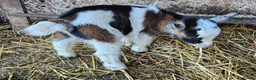 Goats livestock for sale: 2 female baby pygmy goats - Advert 3