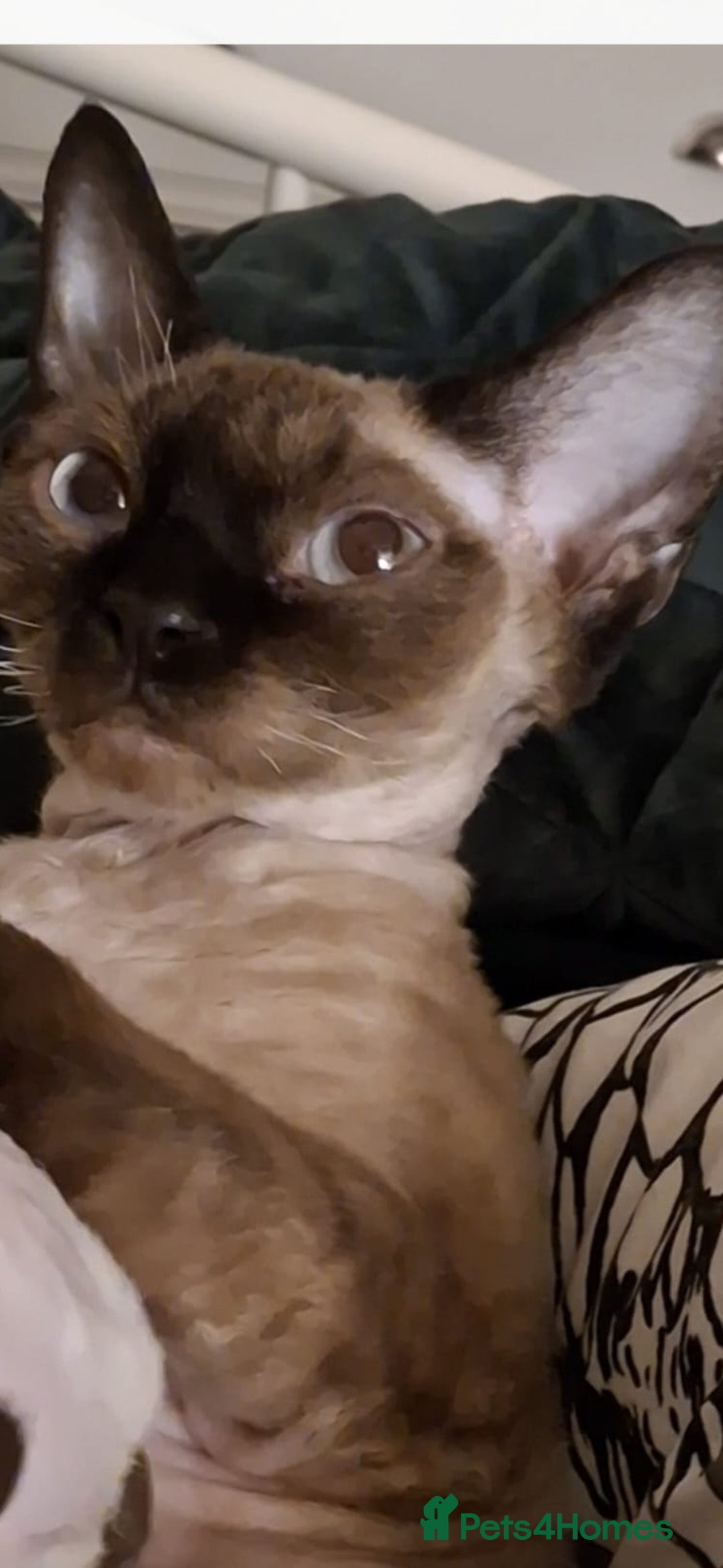Devon Rex cats for sale: Nico boy with blue eyes - Image 6