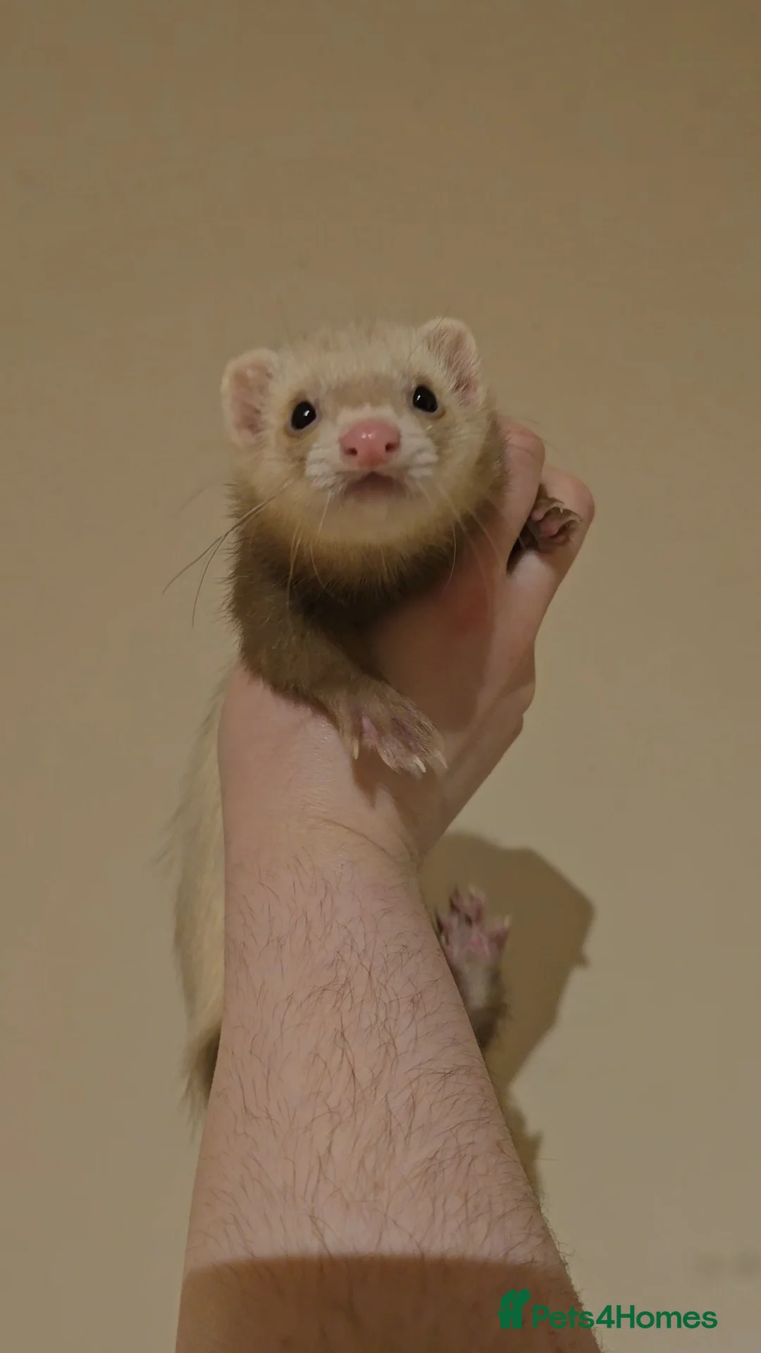 Ferret rodents for sale: 2 Lovely Jill's For Rehoming - Advert 3