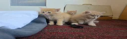Mixed Breed cats for sale: 3 beautiful ginger boys  - Advert 2