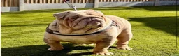 English Bulldog dogs for sale: 3 amazing boys ready to leave  in Liverpool - Advert 20
