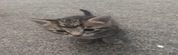 European cats for sale: 2 Gorgeous Tabby Kittens Ready For Forever Homes - Advert 19