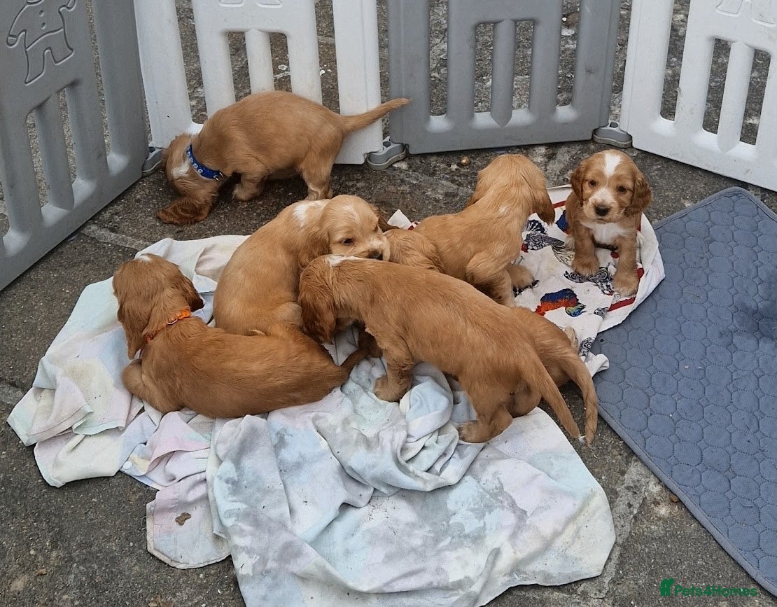 Cocker Spaniel dogs High Pedigrees, KC registered Show Cockers Puppies - Advert 8