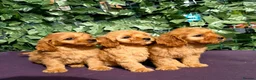 Cavapoo dogs for sale: dna clear f1 red cavapoo puppies , FAMILY REARED in Alford - Advert 5
