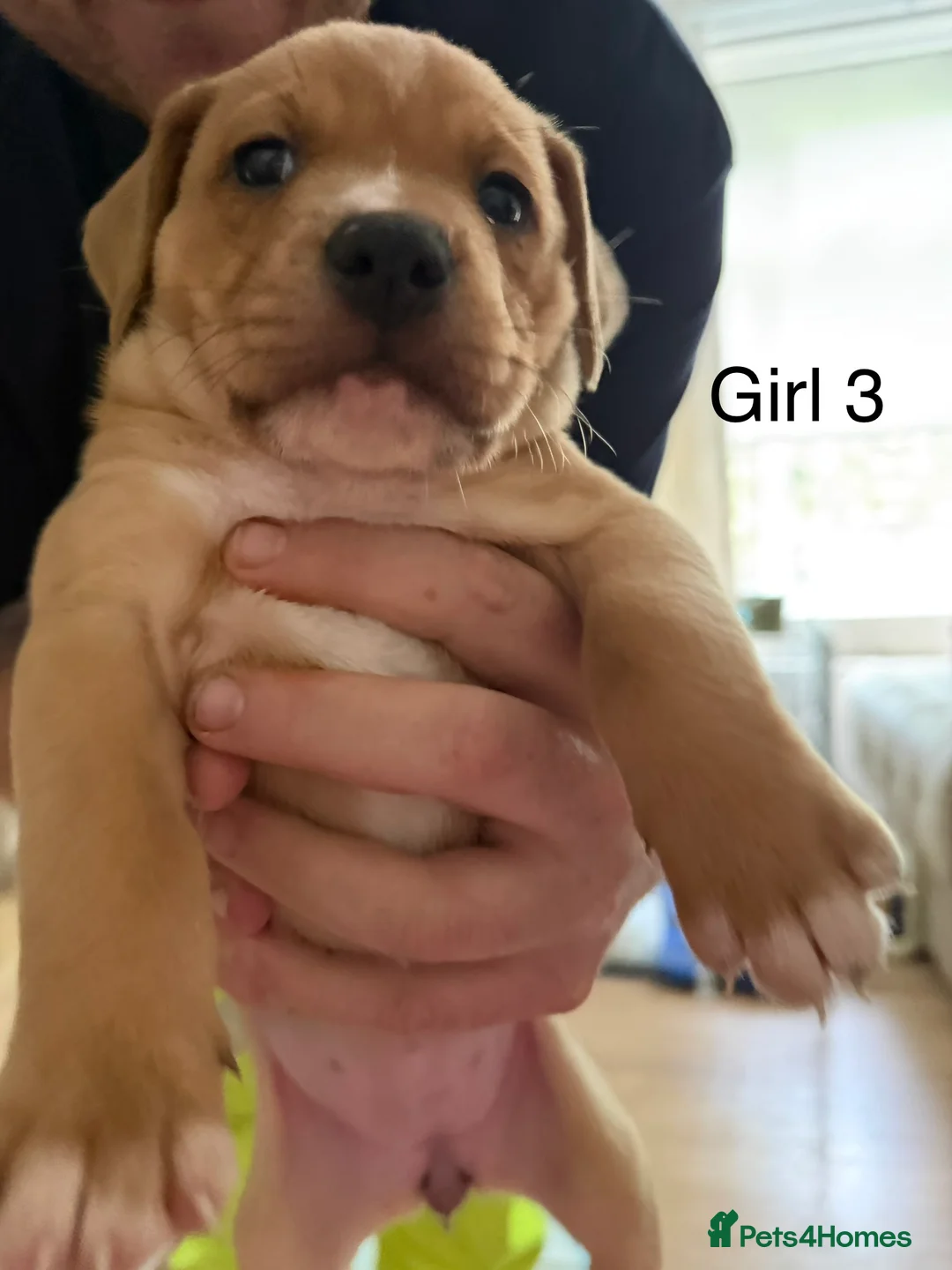 Mixed Breed dogs for sale: Gorgeous American bulldog cross pups for sale in Blackburn - Advert 2