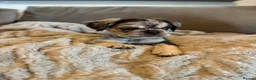 French Bulldog dogs for sale: Fluffy French bulldogs - Advert 29
