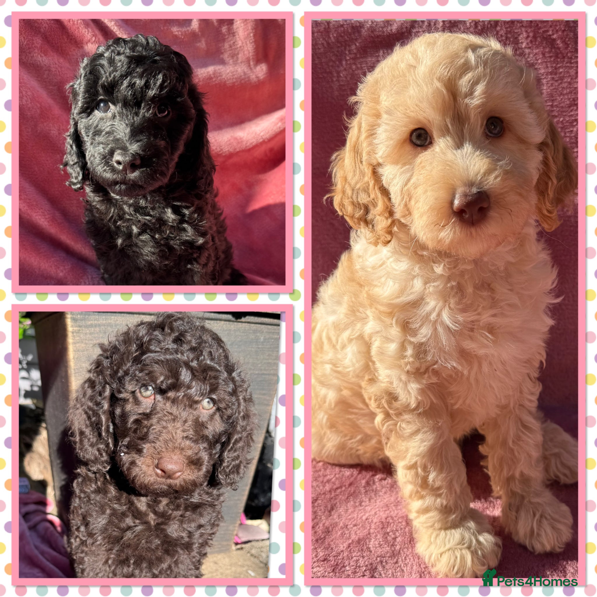 Labradoodle dogs 🌈READY NOW/THERAPY/ASSISTANCE PUPS IN TRAINING🌈 - Advert 1