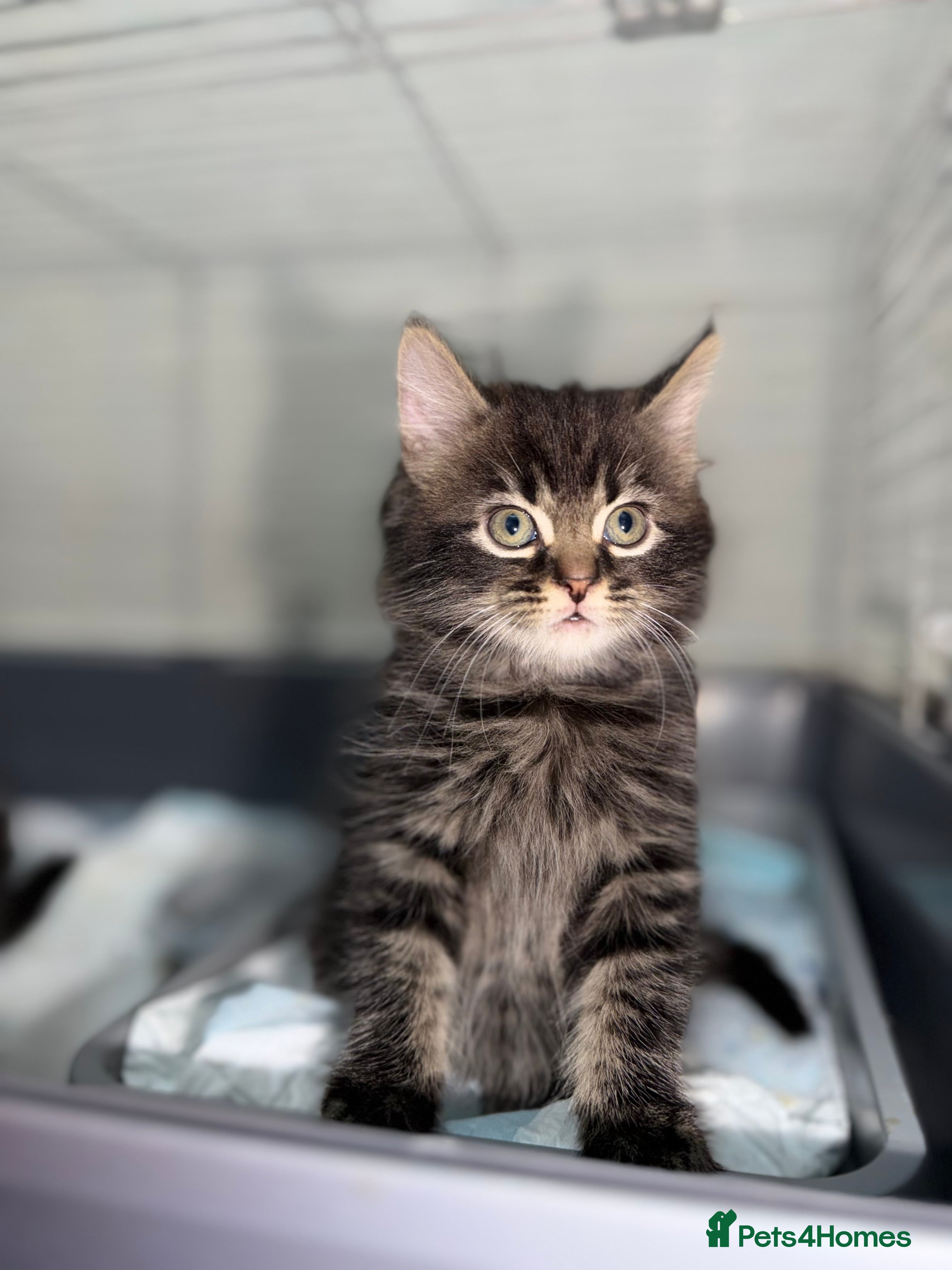 Mixed Breed cats Ready Now 1girl 2boys left ❤️ - Advert 1