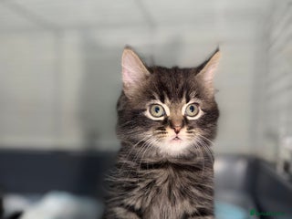 Mixed Breed cats Ready Now 1girl 2boys left ❤️ - Advert 4