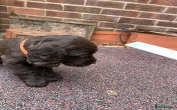 Cocker Spaniel dogs for sale: cocker spaniel pups ready for reserve - Image 11