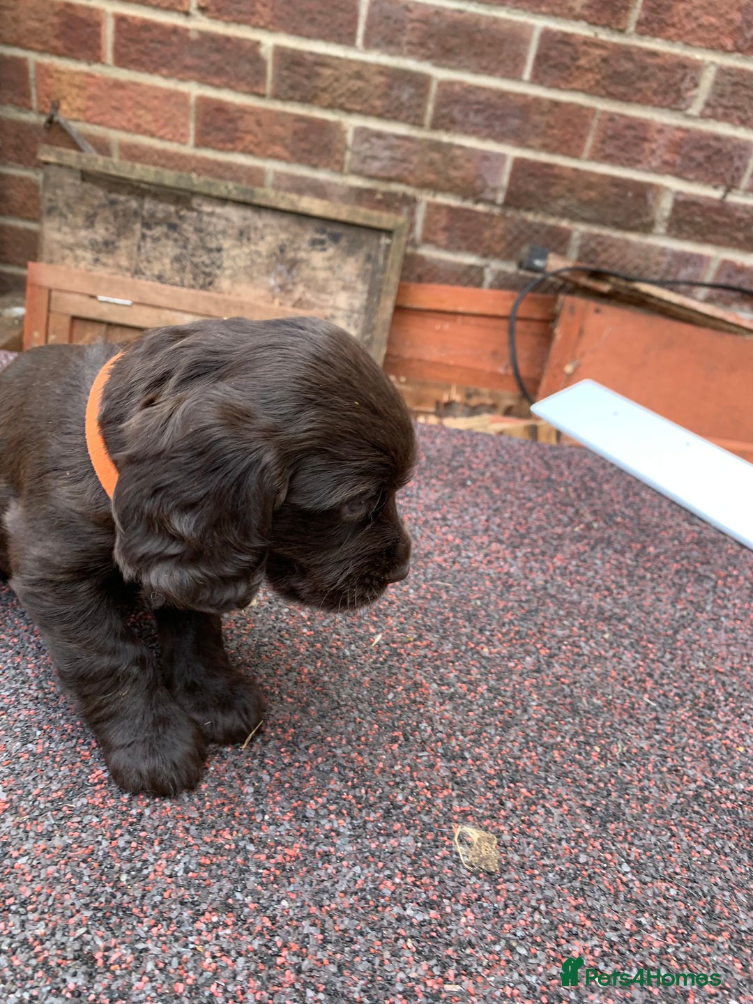 Cocker Spaniel dogs for sale: cocker spaniel pups ready for reserve - Image 11