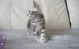 British Shorthair cats for sale: STUNNING British Shorthair Kittens Silver Tabbies - Image 19
