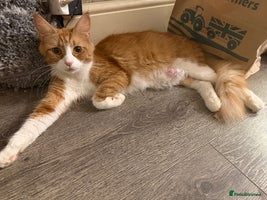 Maine Coon cats Stunning Mainecoon cubs - Advert 2