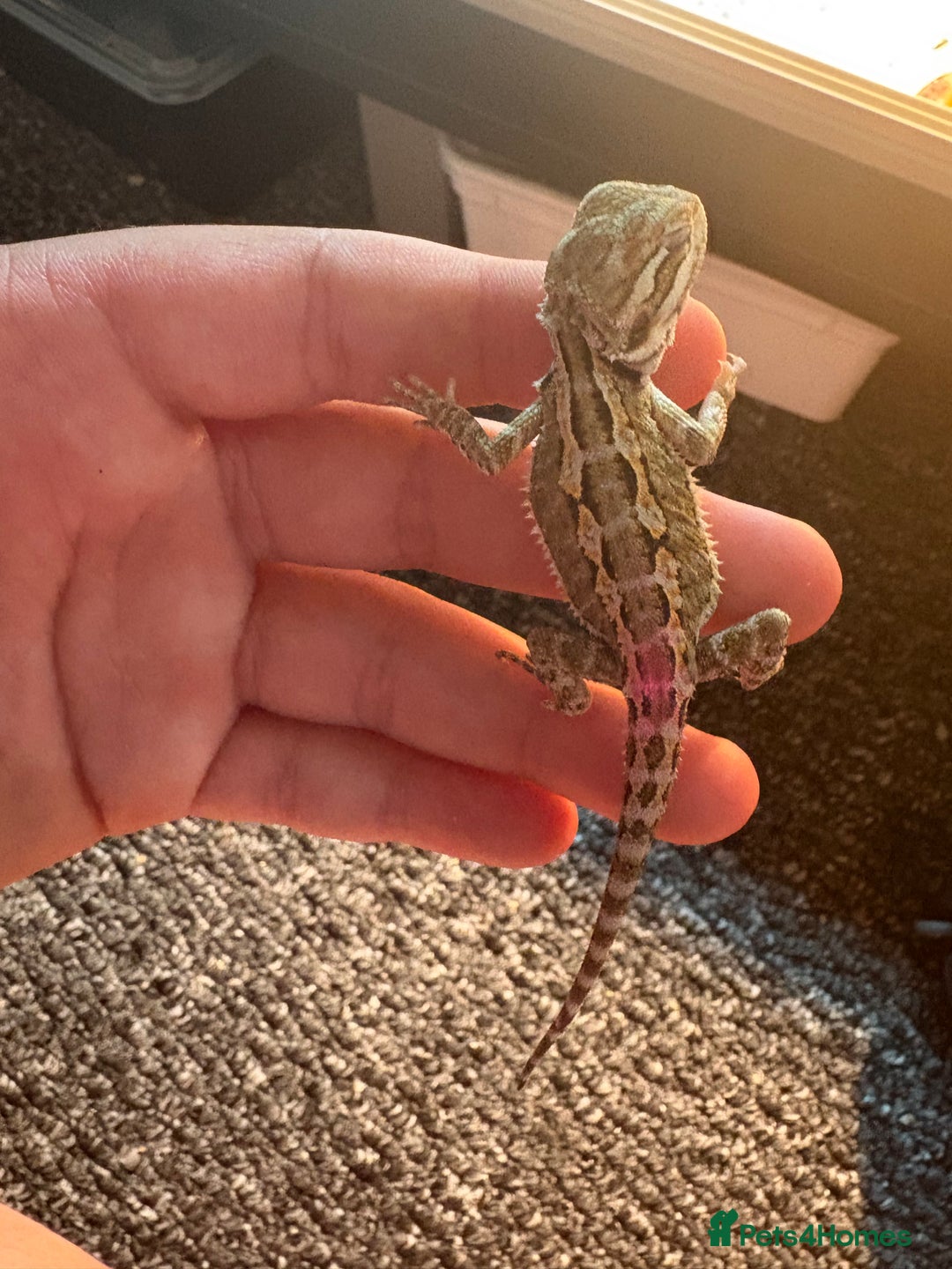 Dragon reptiles for sale: Viticans dragon - Image 8